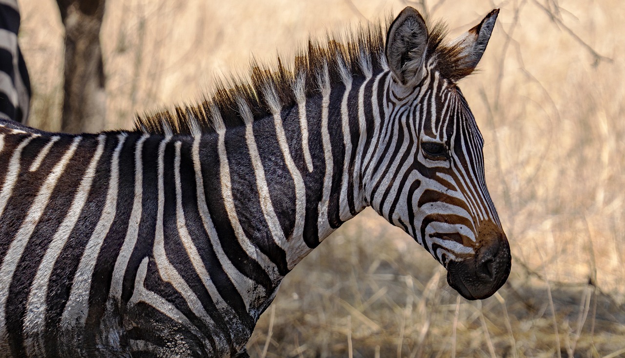 zebra, tanzania, animal, africa, wildlife, nature, serengeti, zebra, zebra, zebra, zebra, zebra