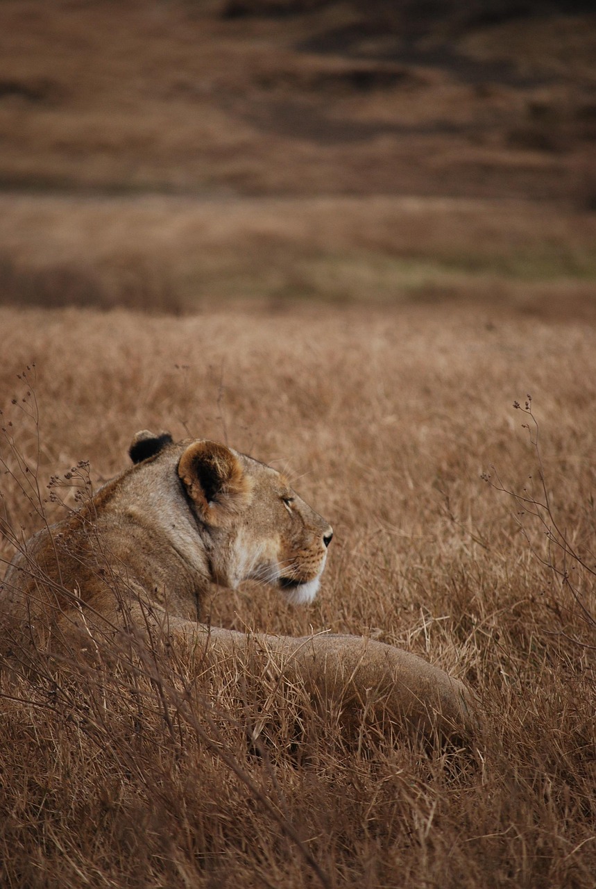 lion, safari, nature, camouflage, tanzania