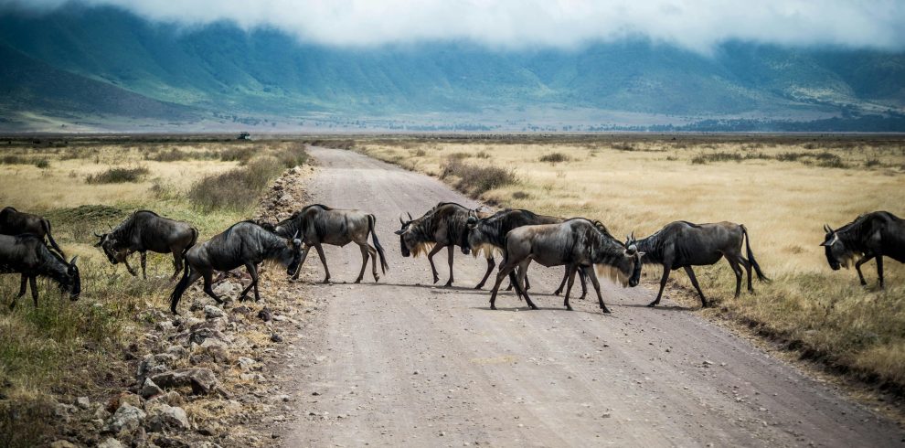A herd of wildebeest crossing a dirt road in Ngorongoro Crater, Tanzania.